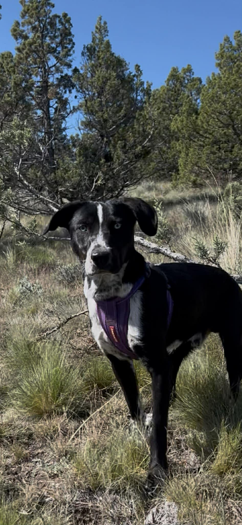 Enlarge Sarge, a ADOPTABLE mixed breed in Bend, OR image 2/3