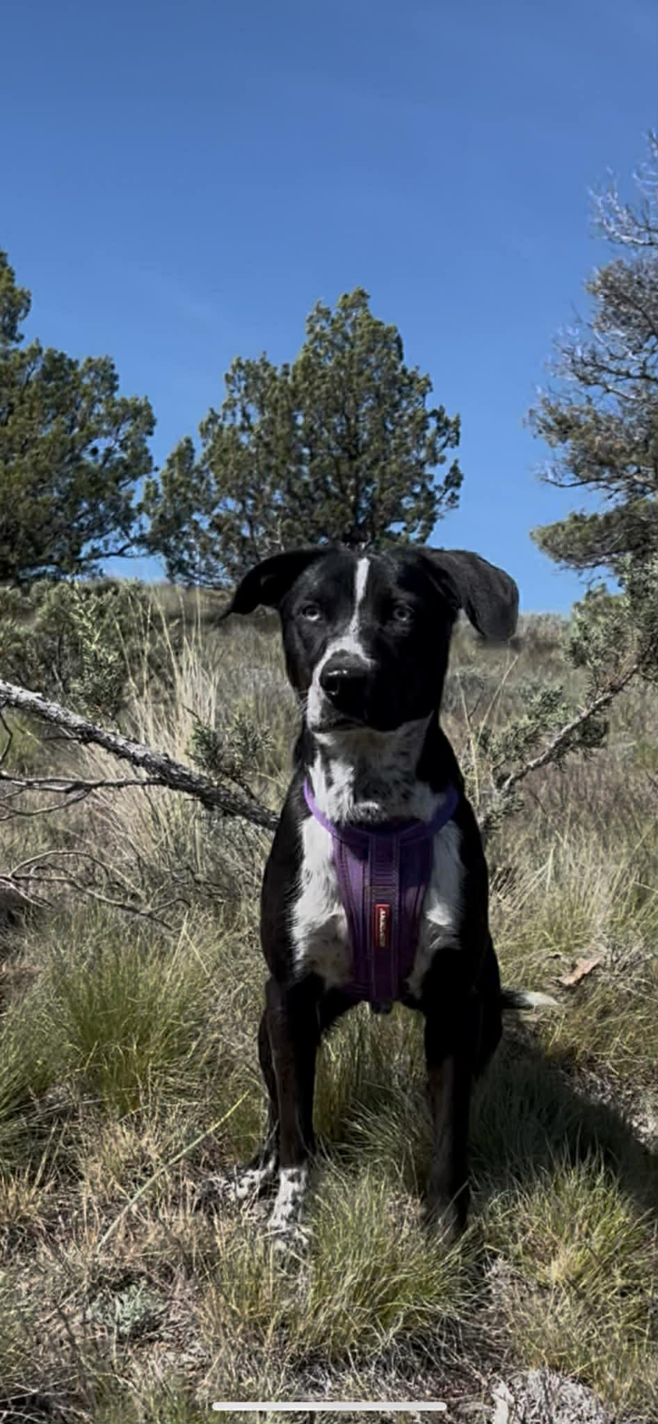 Enlarge Sarge, a ADOPTABLE mixed breed in Bend, OR image 3/3