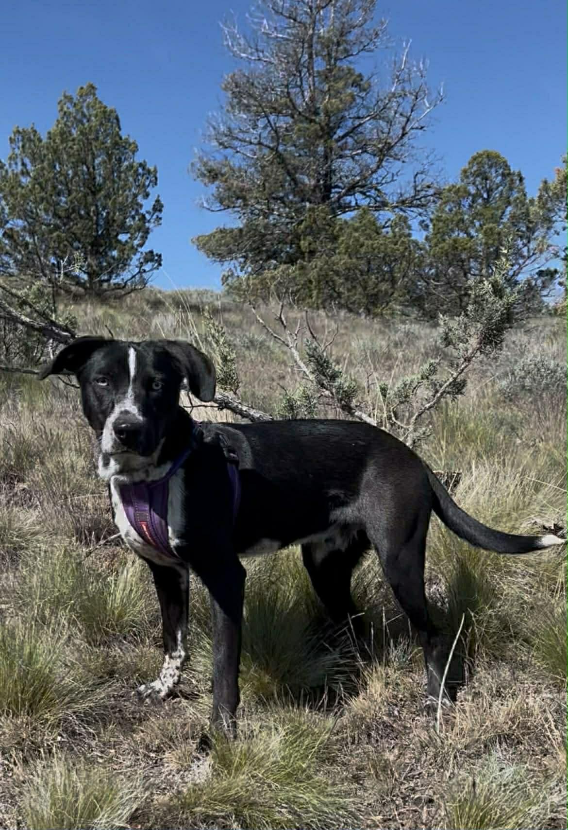 Enlarge Sarge, a ADOPTABLE mixed breed in Bend, OR image 1/3