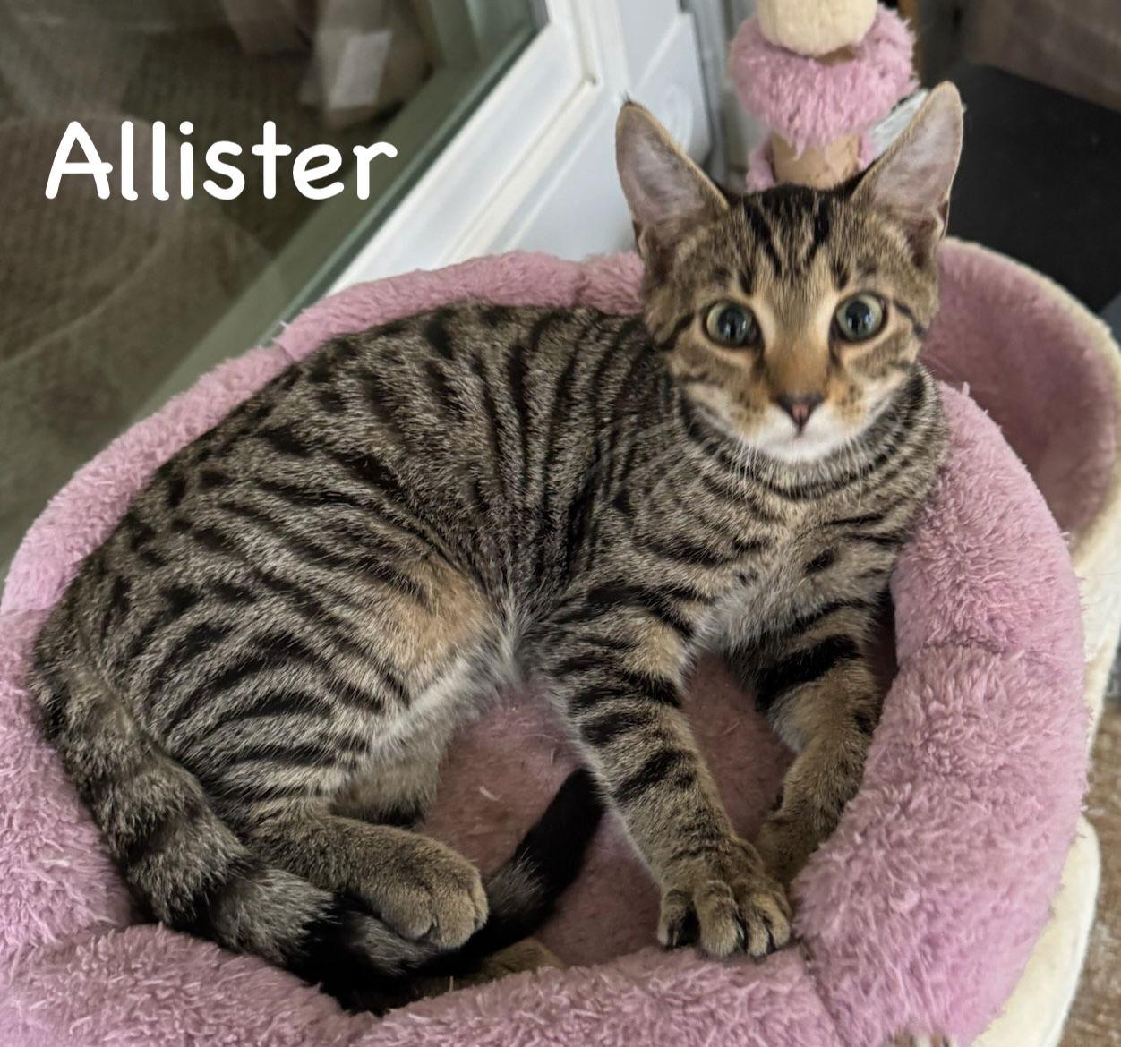 Allister, Adoptable, Young Male Domestic Short Hair & Tabby.