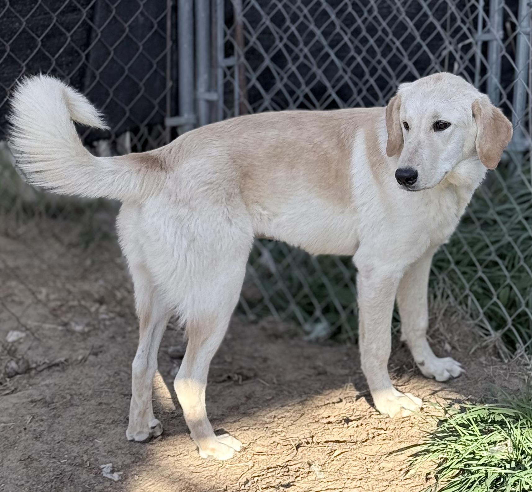 Enlarge Thelma, a Adoptable mixed breed in South Saint Paul, MN image 1/1