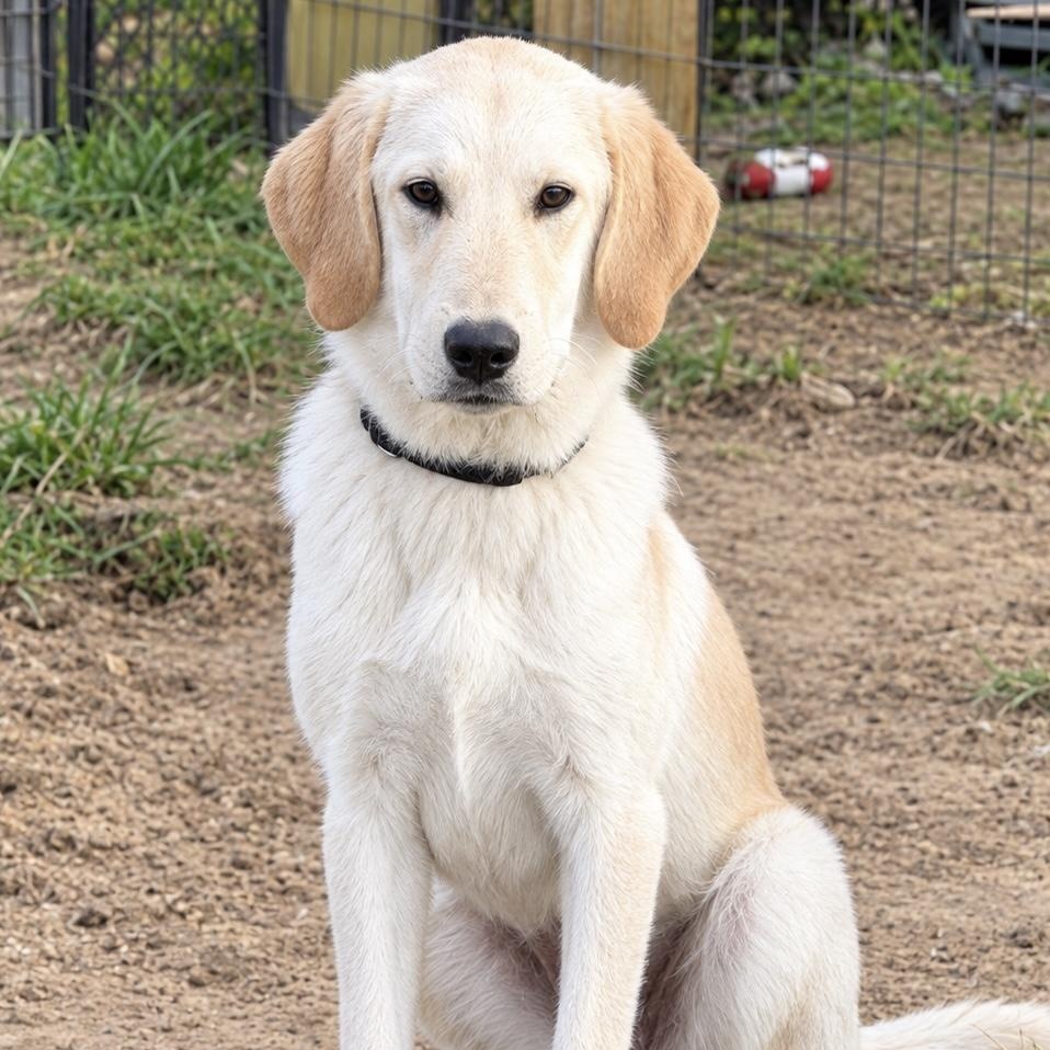 Thelma, Adoptable, Young Female Golden Retriever & Great Pyrenees.