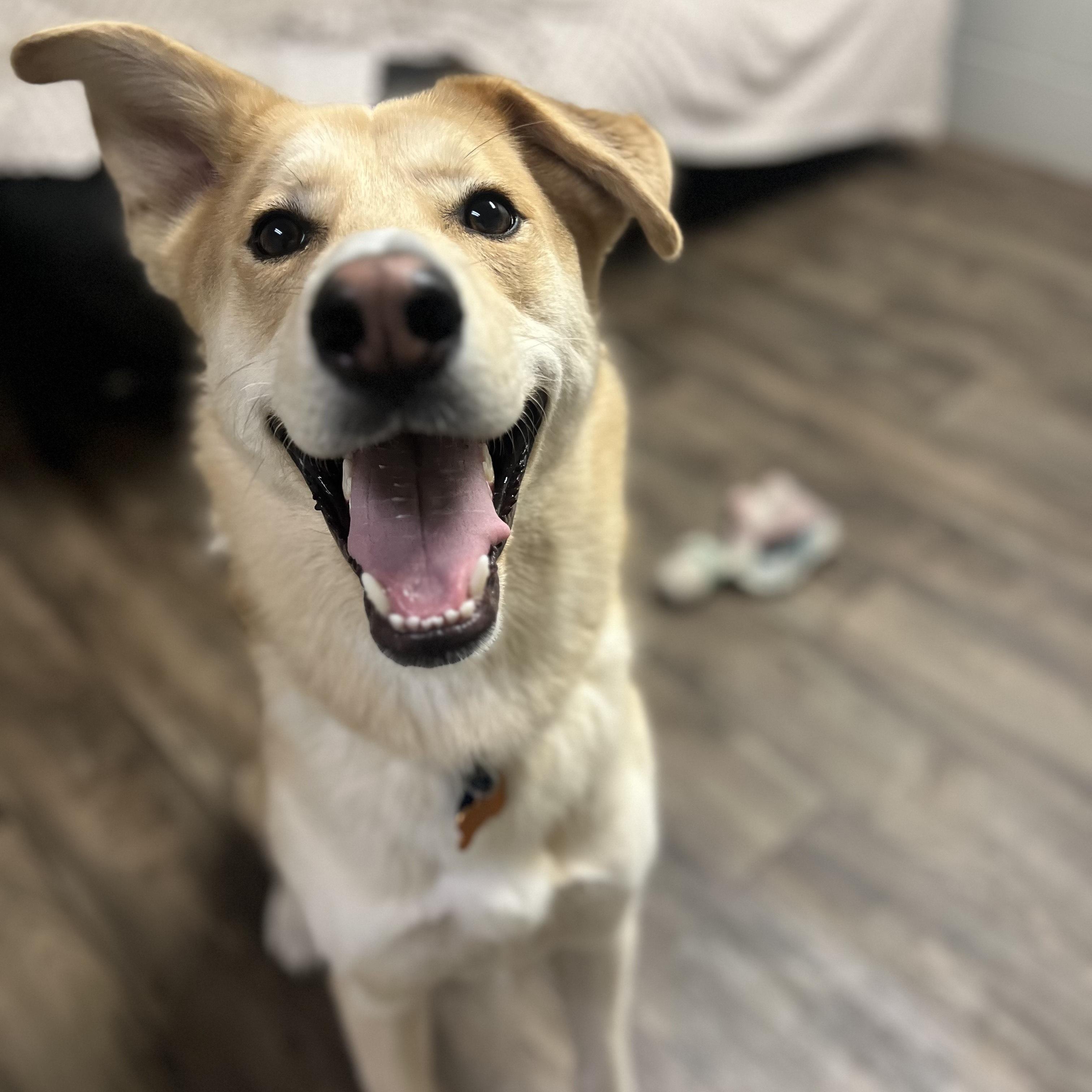 Baron, a Adoptable mixed breed in Normal, IL image 5/6