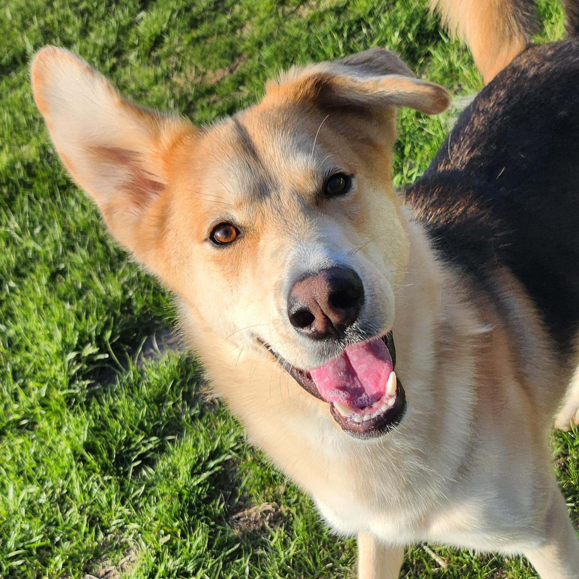 Baron, a Adoptable mixed breed in Normal, IL image 1/6