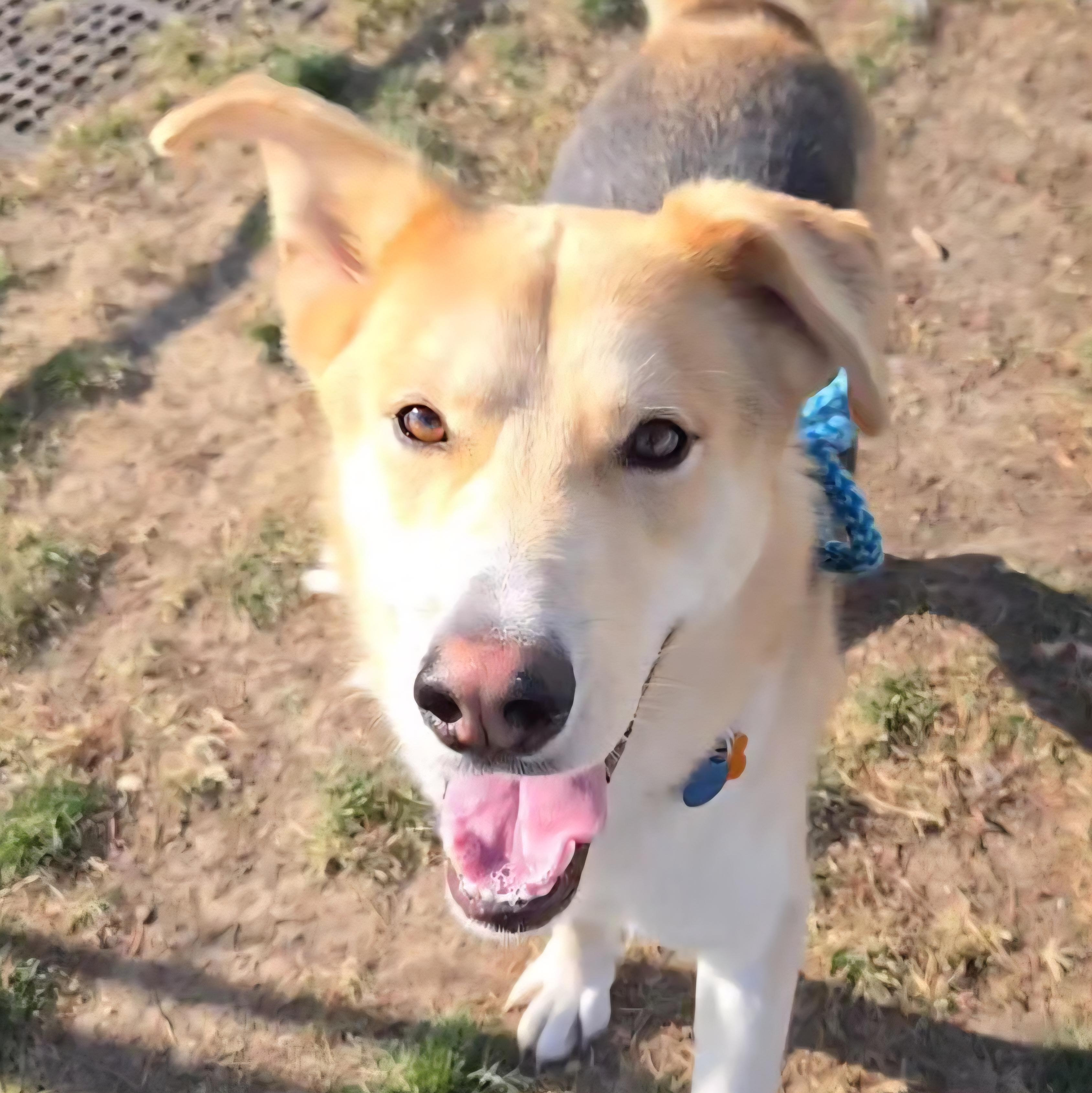 Baron, a Adoptable mixed breed in Normal, IL image 6/6