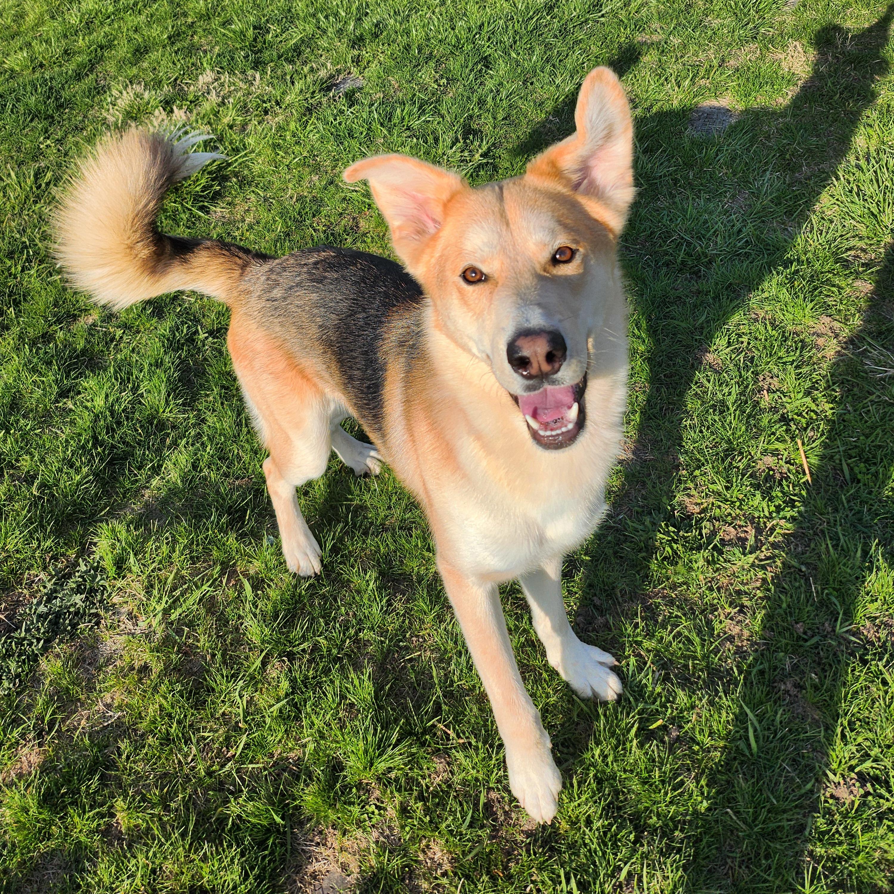 Baron, a Adoptable mixed breed in Normal, IL image 4/6