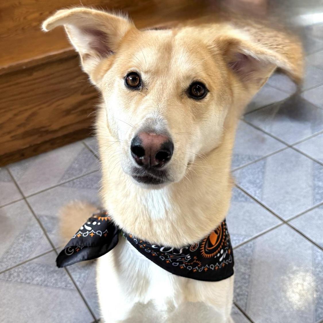 Baron, a Adoptable mixed breed in Normal, IL image 3/6