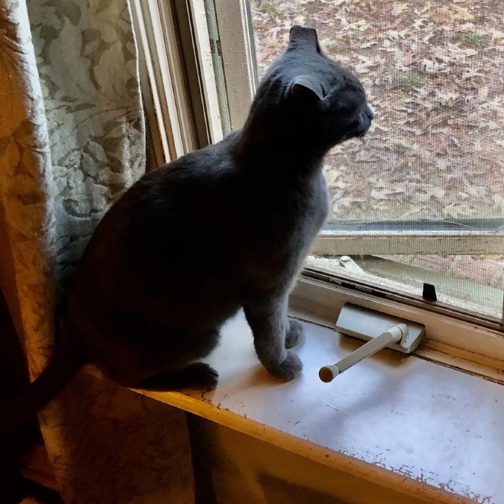 *Courtesy Listing - Bonnie, Adoptable, Young Female Domestic Short Hair.