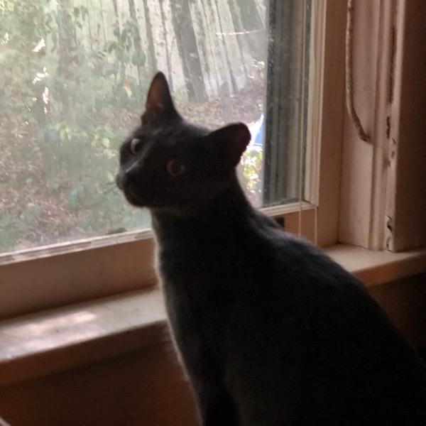 Enlarge *Courtesy Listing - Bonnie, a Adoptable Domestic Short Hair in Tuscaloosa, AL image 1/1