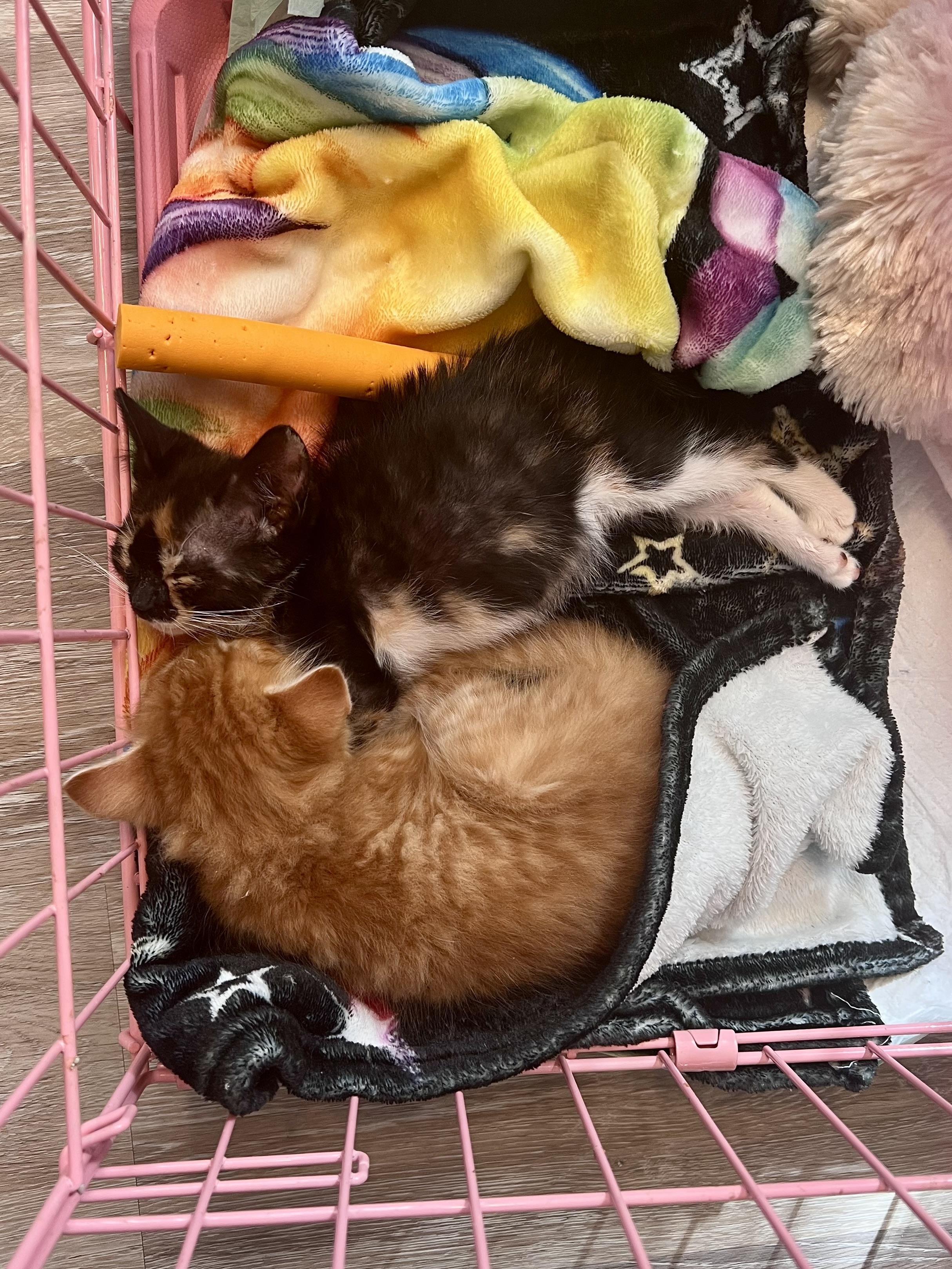 Alice Cullen, Adopted, Young Female Domestic Short Hair.