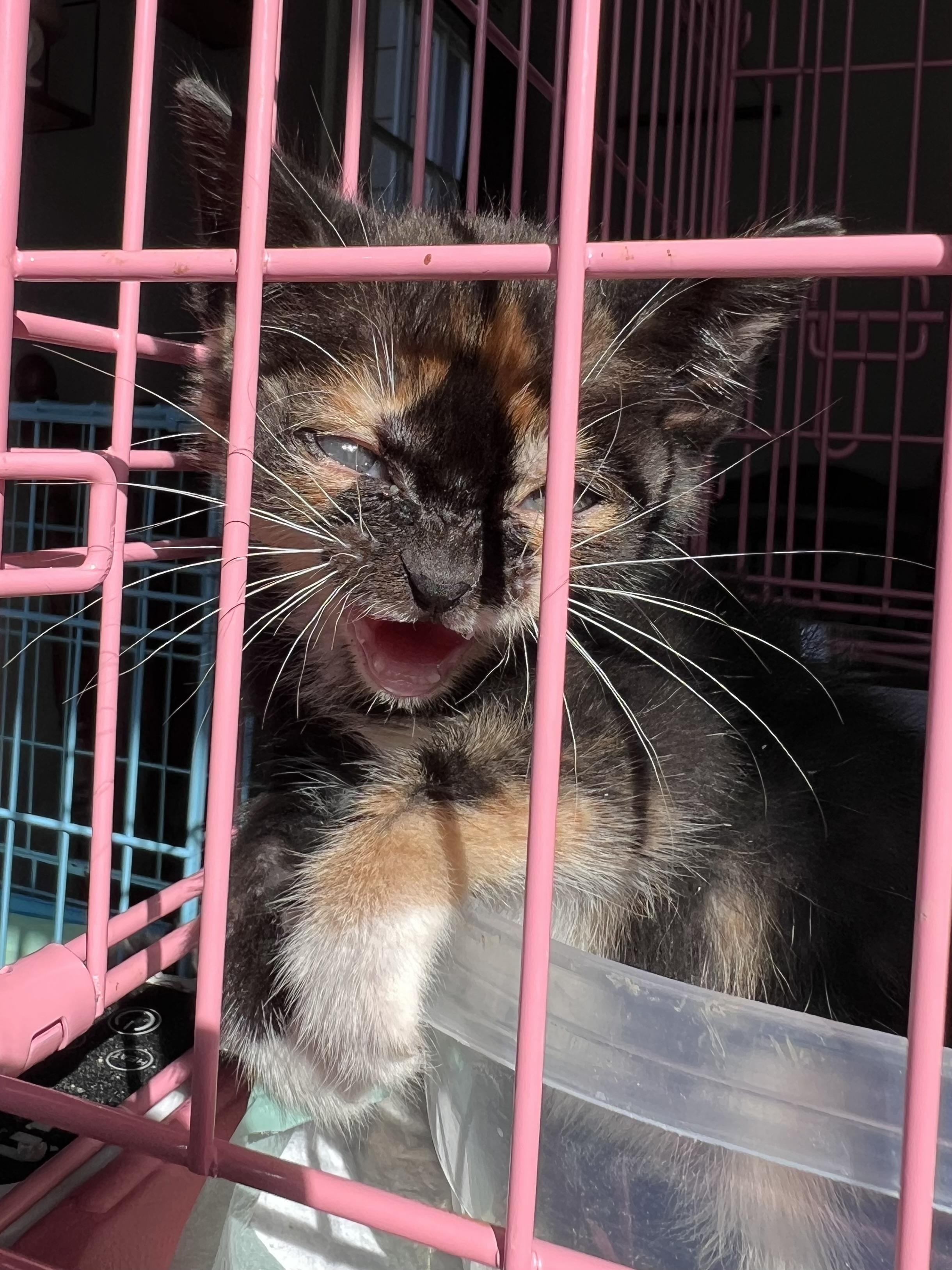 Enlarge Alice Cullen, a Adopted mixed breed in Randolph, AL image 2/6