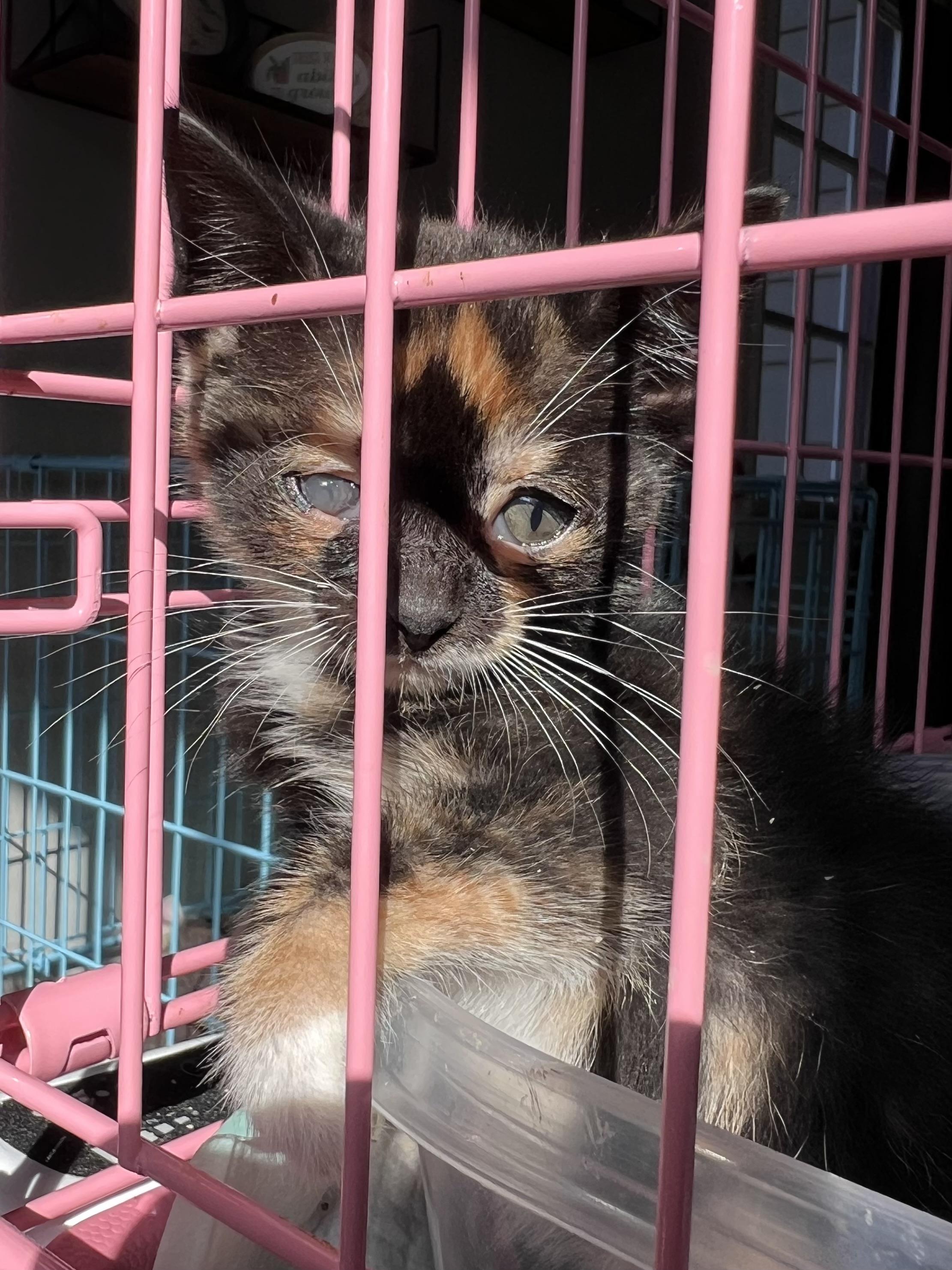 Enlarge Alice Cullen, a Adopted mixed breed in Randolph, AL image 3/6