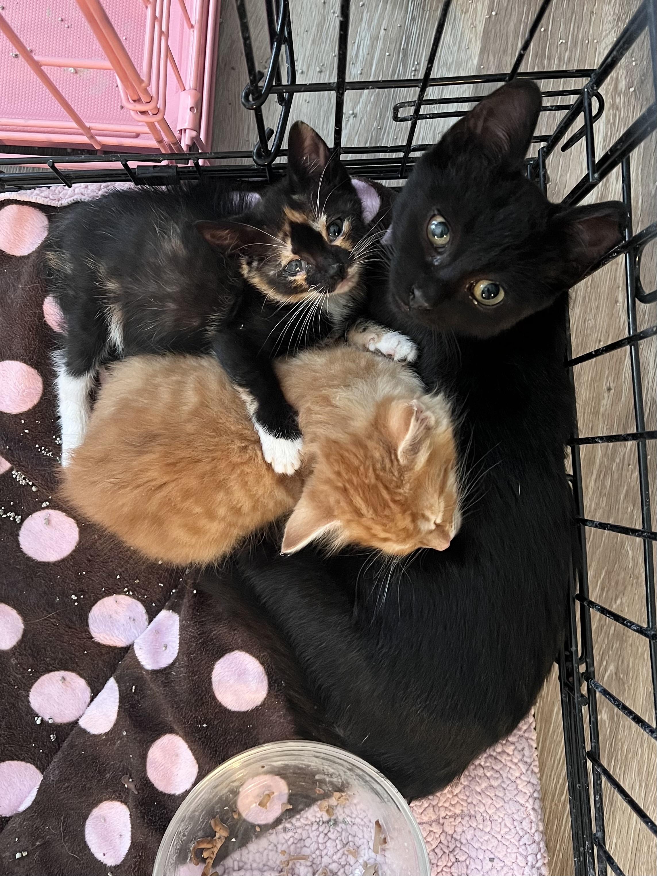 Enlarge Alice Cullen, a Adopted mixed breed in Randolph, AL image 4/6