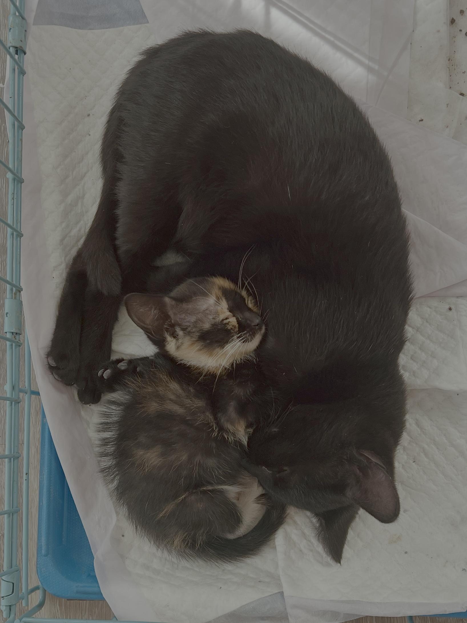 Enlarge Alice Cullen, a Adopted mixed breed in Randolph, AL image 6/6