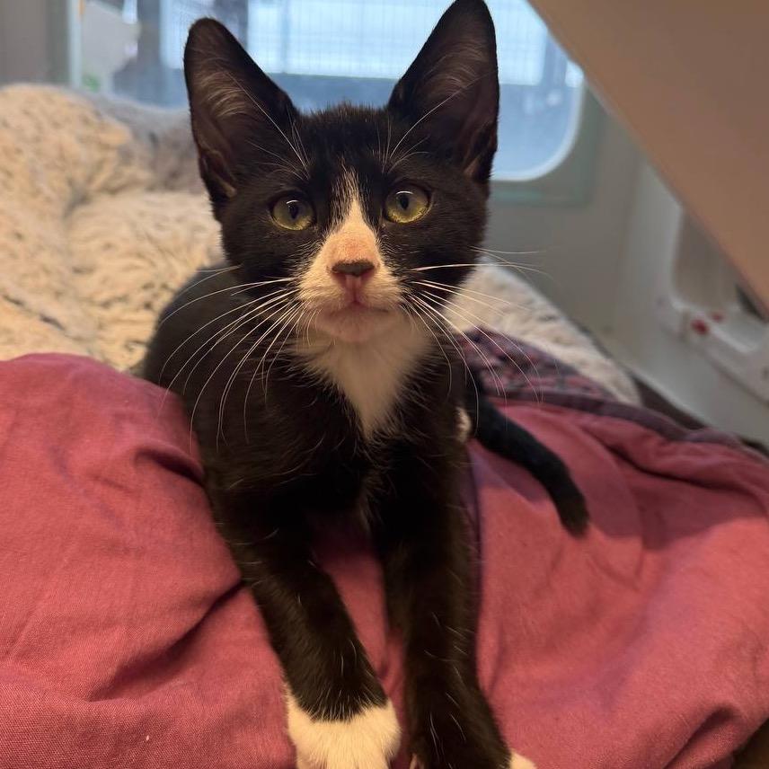 Tongs, Adoptable, Kitten Male Domestic Short Hair.
