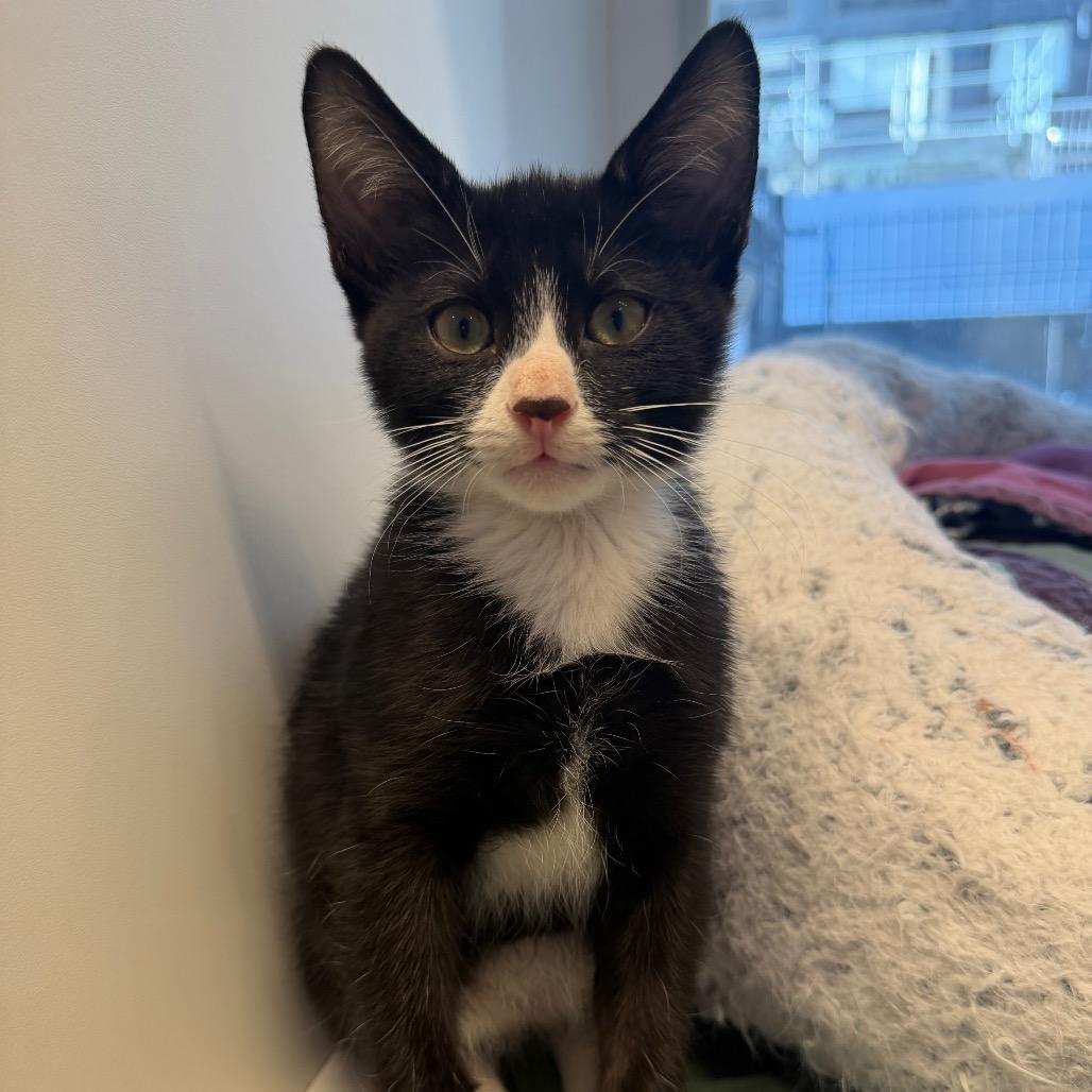 Enlarge Tongs, a Adoptable Domestic Short Hair in Wantagh, NY image 3/3