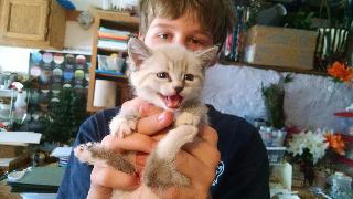 Jazzy, Adopted, Senior Female Domestic Long Hair.