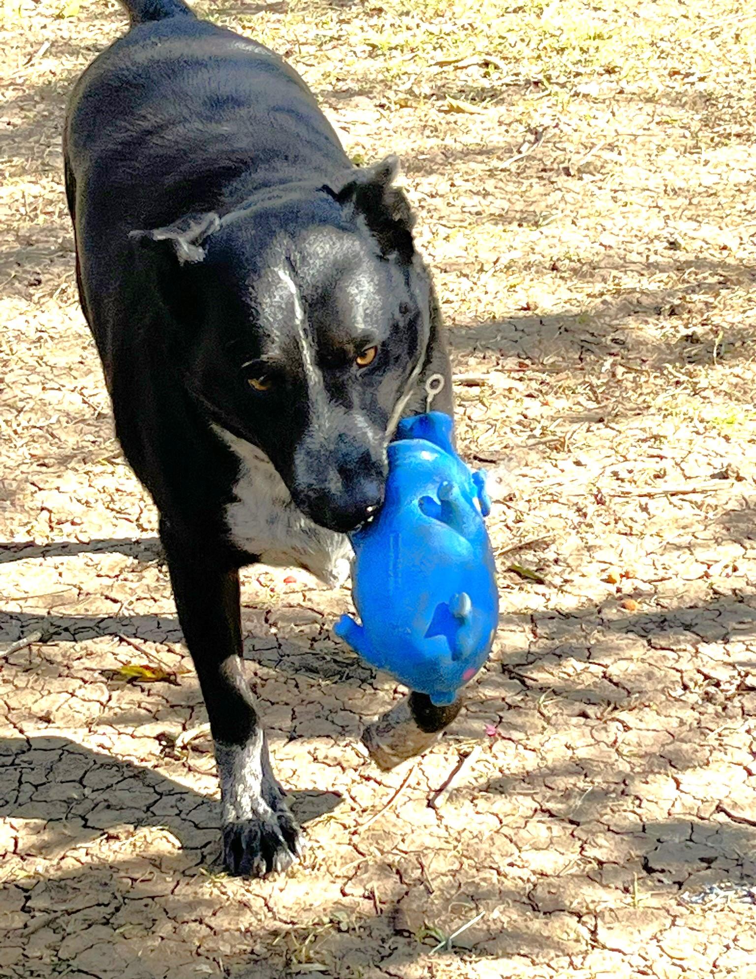 Jax, a Adoptable mixed breed in Godley, TX image 4/6