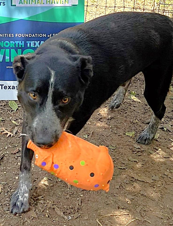 Jax, a Adoptable mixed breed in Godley, TX image 2/6