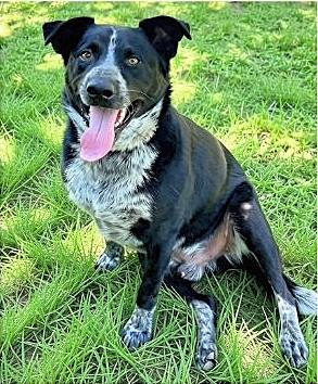 Enlarge Jax, a Adoptable mixed breed in Godley, TX image 2/6