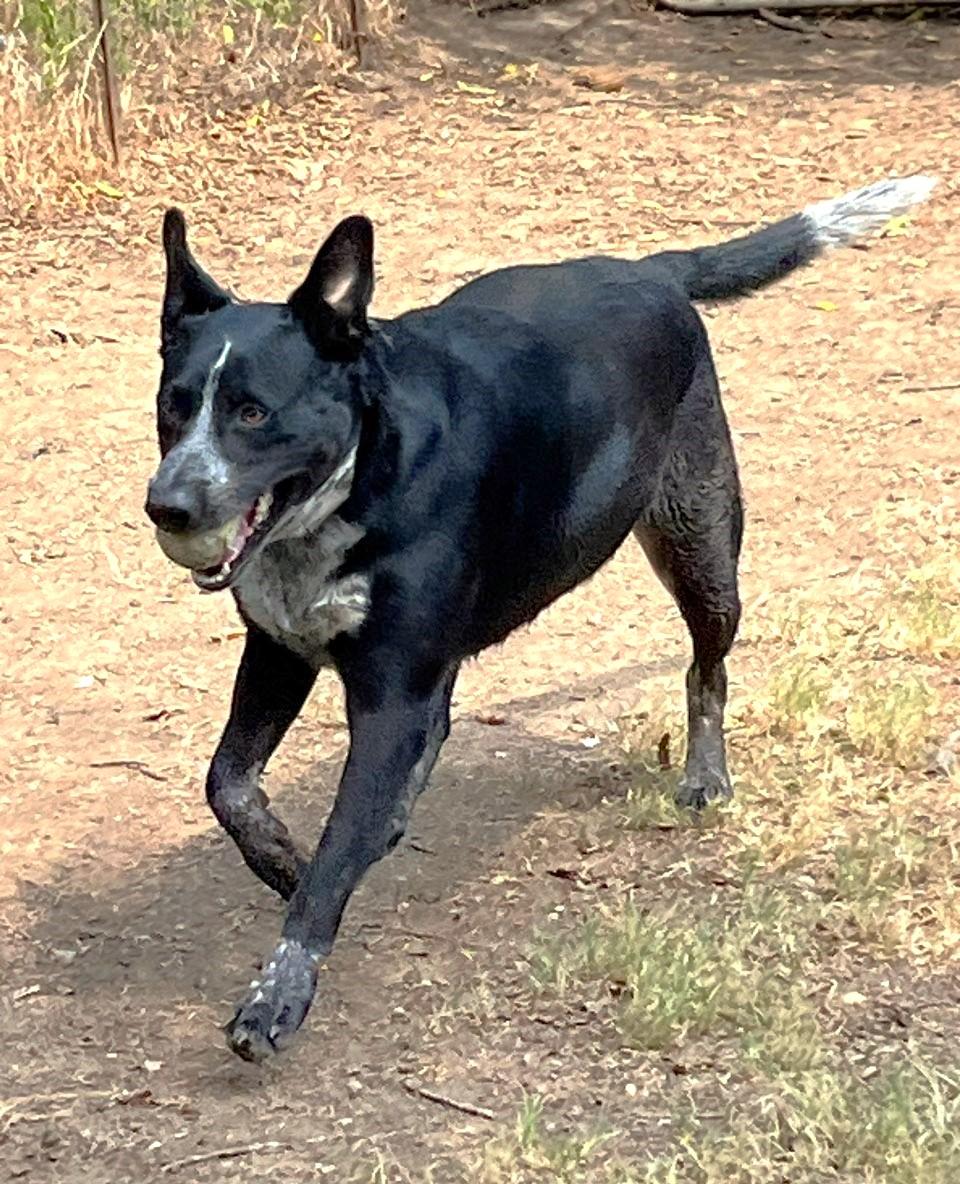 Enlarge Jax, a Adoptable mixed breed in Godley, TX image 6/6