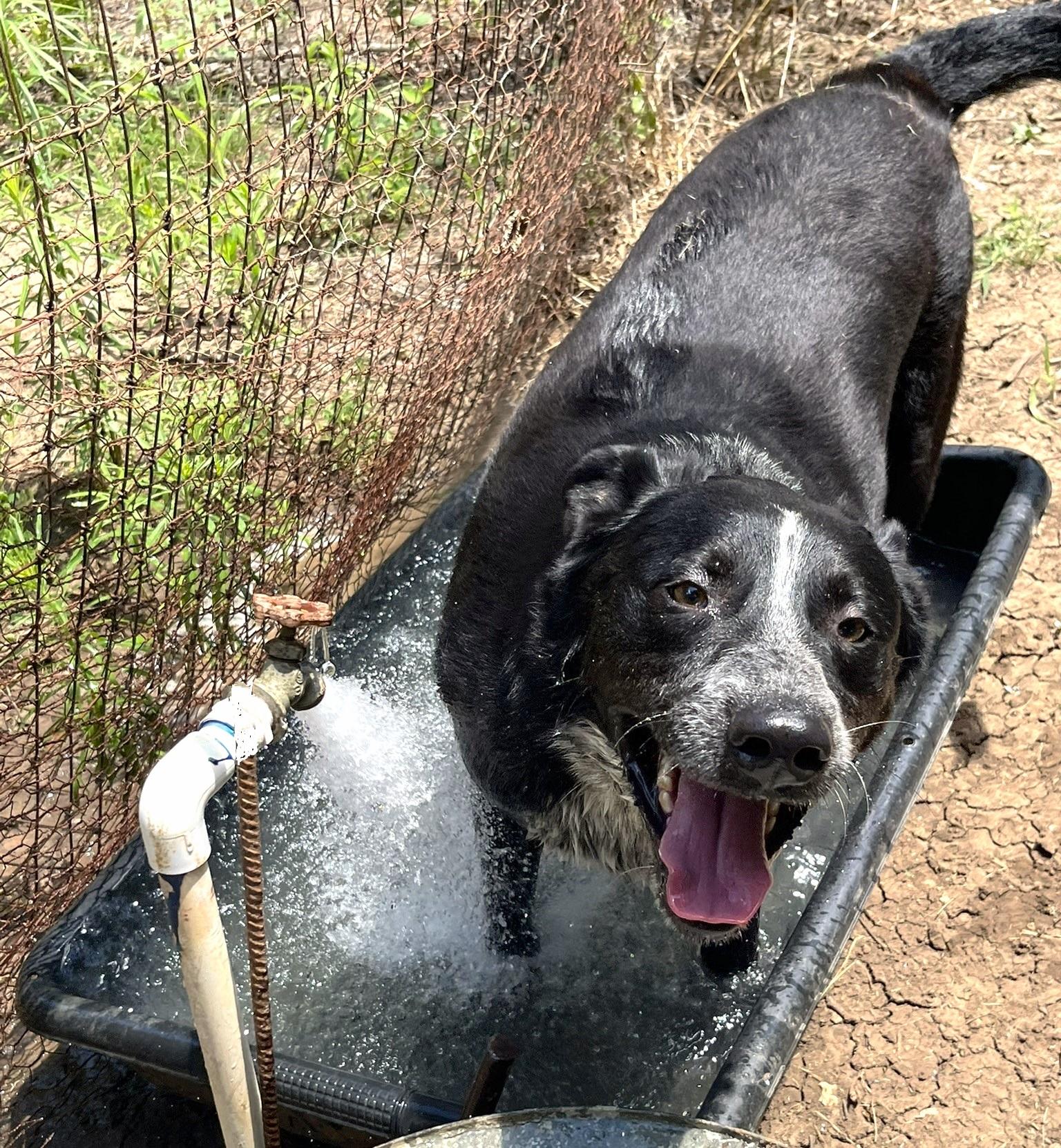 Jax, a Adoptable mixed breed in Godley, TX image 5/6