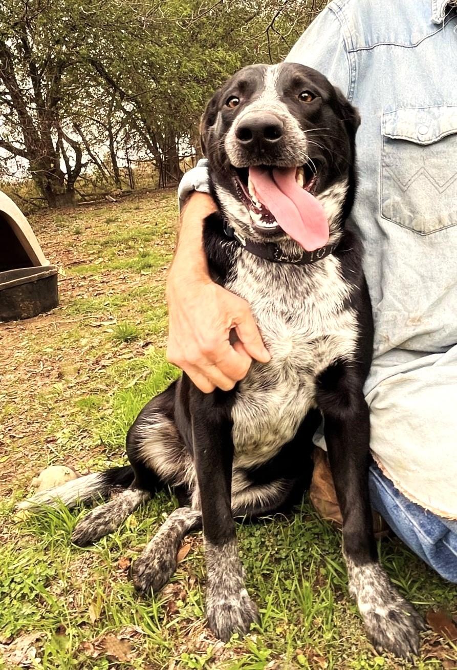 Enlarge Jax, a Adoptable mixed breed in Godley, TX image 6/6