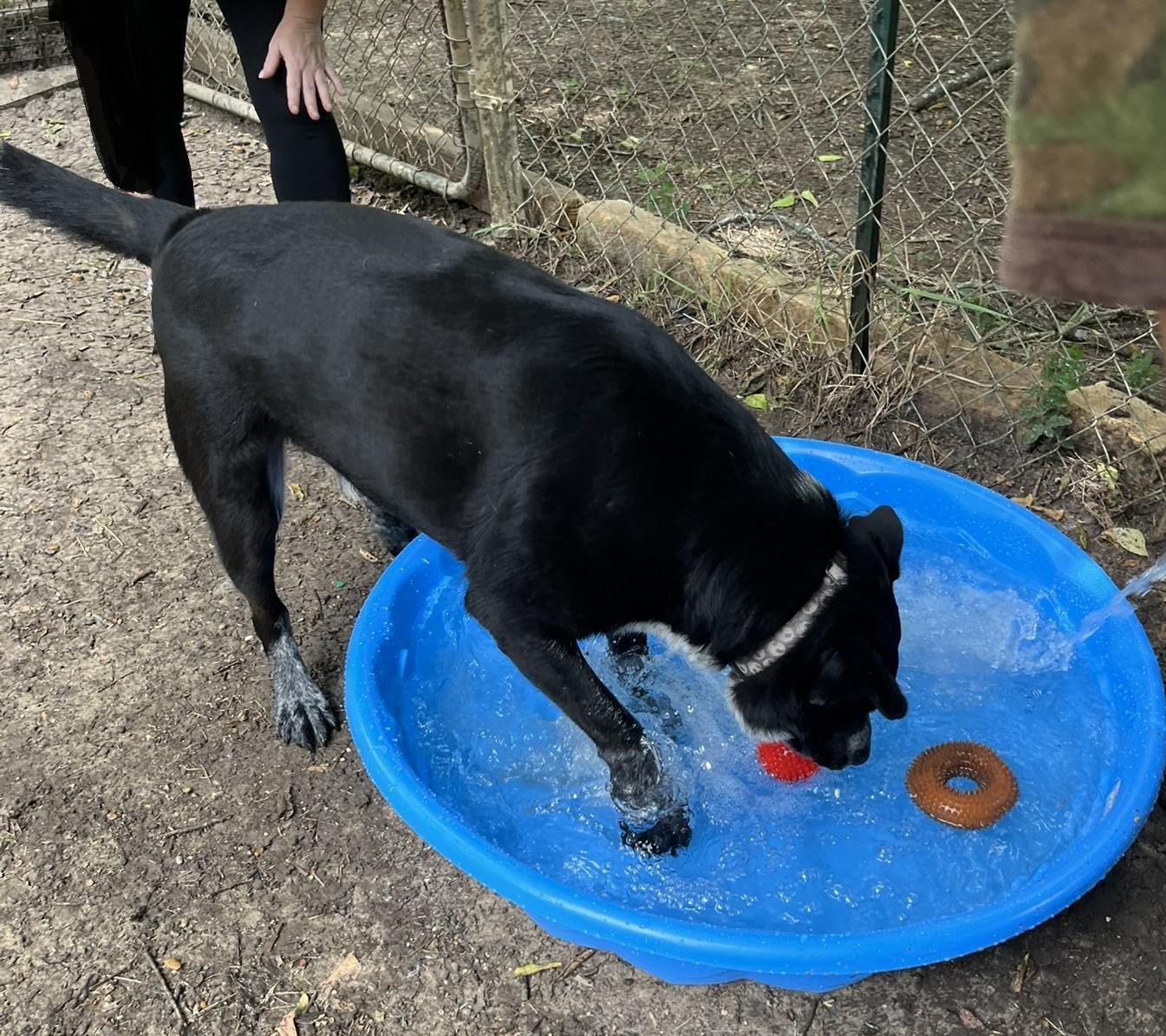 Enlarge Jax, a Adoptable mixed breed in Godley, TX image 3/6
