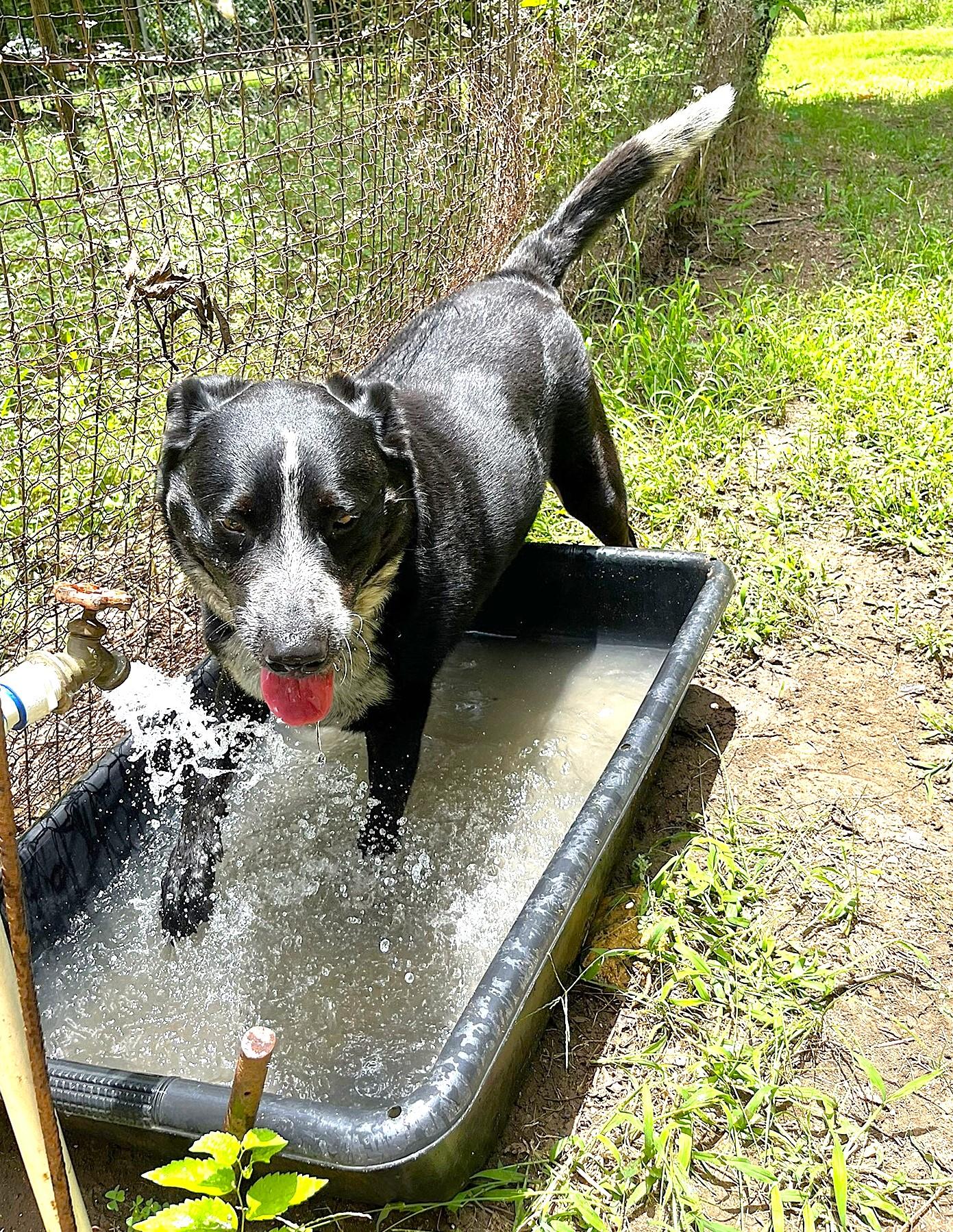 Enlarge Jax, a Adoptable mixed breed in Godley, TX image 5/6