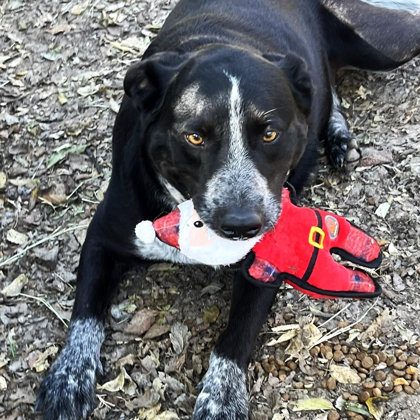 Jax, a Adoptable mixed breed in Godley, TX image 1/6