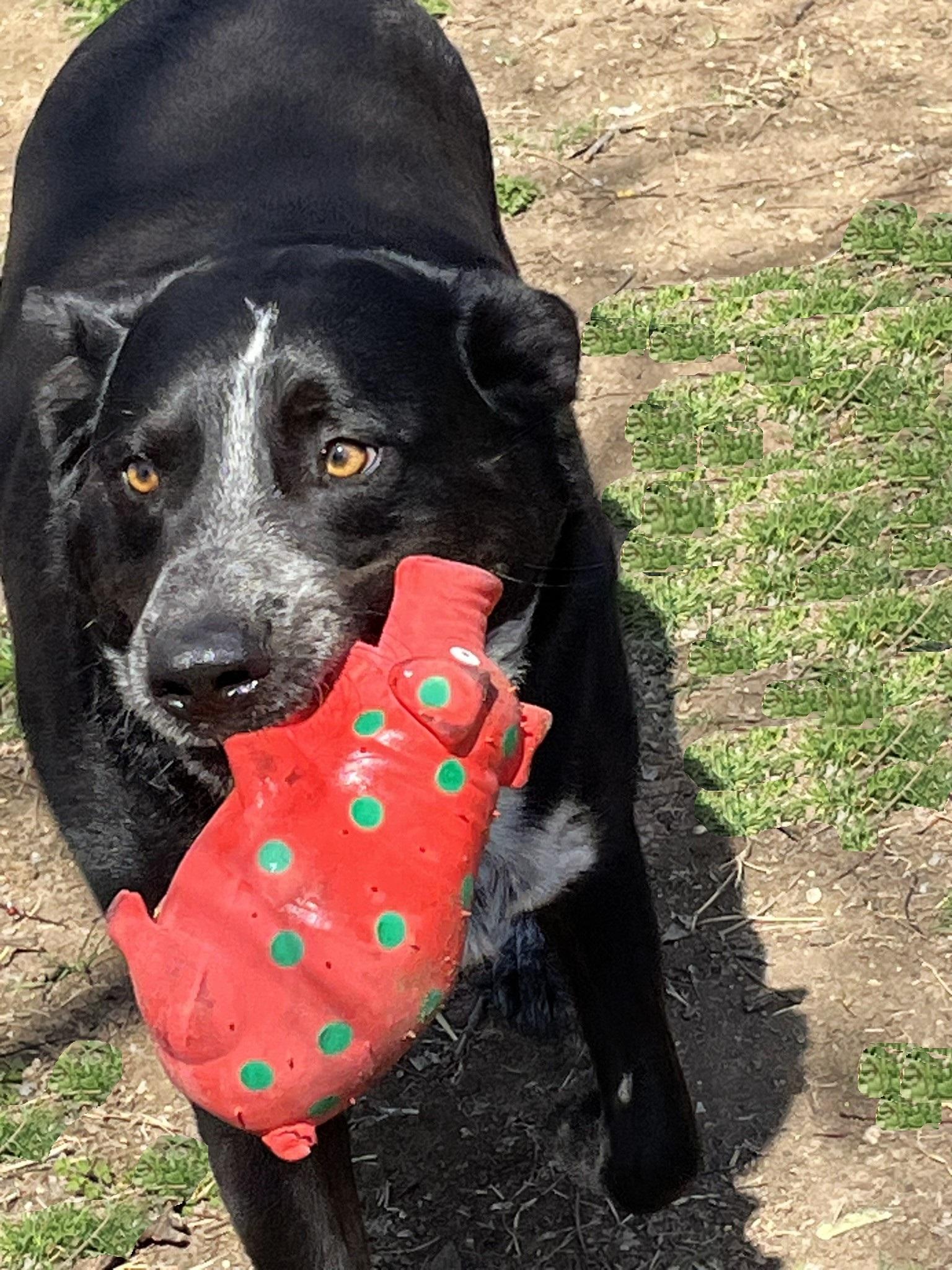 Enlarge Jax, a Adoptable mixed breed in Godley, TX image 4/6