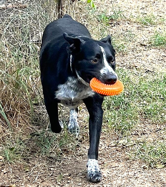 Jax, a Adoptable mixed breed in Godley, TX image 6/6