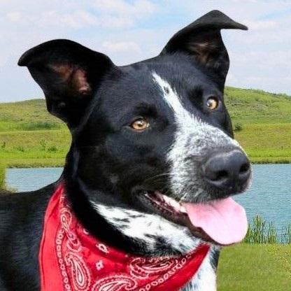 Jax, Adoptable, Adult Male Australian Cattle Dog / Blue Heeler & Labrador Retriever.