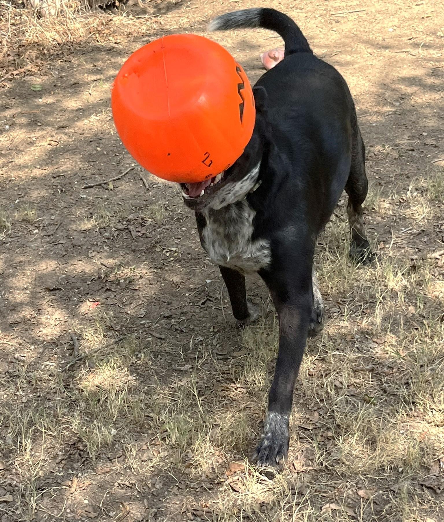 Enlarge Jax, a Adoptable mixed breed in Godley, TX image 2/6