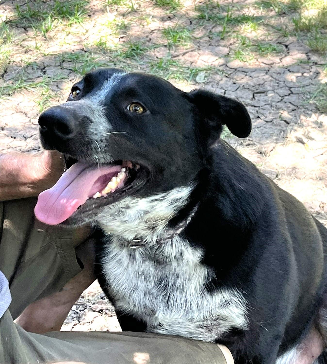 Jax, a Adoptable mixed breed in Godley, TX image 3/6