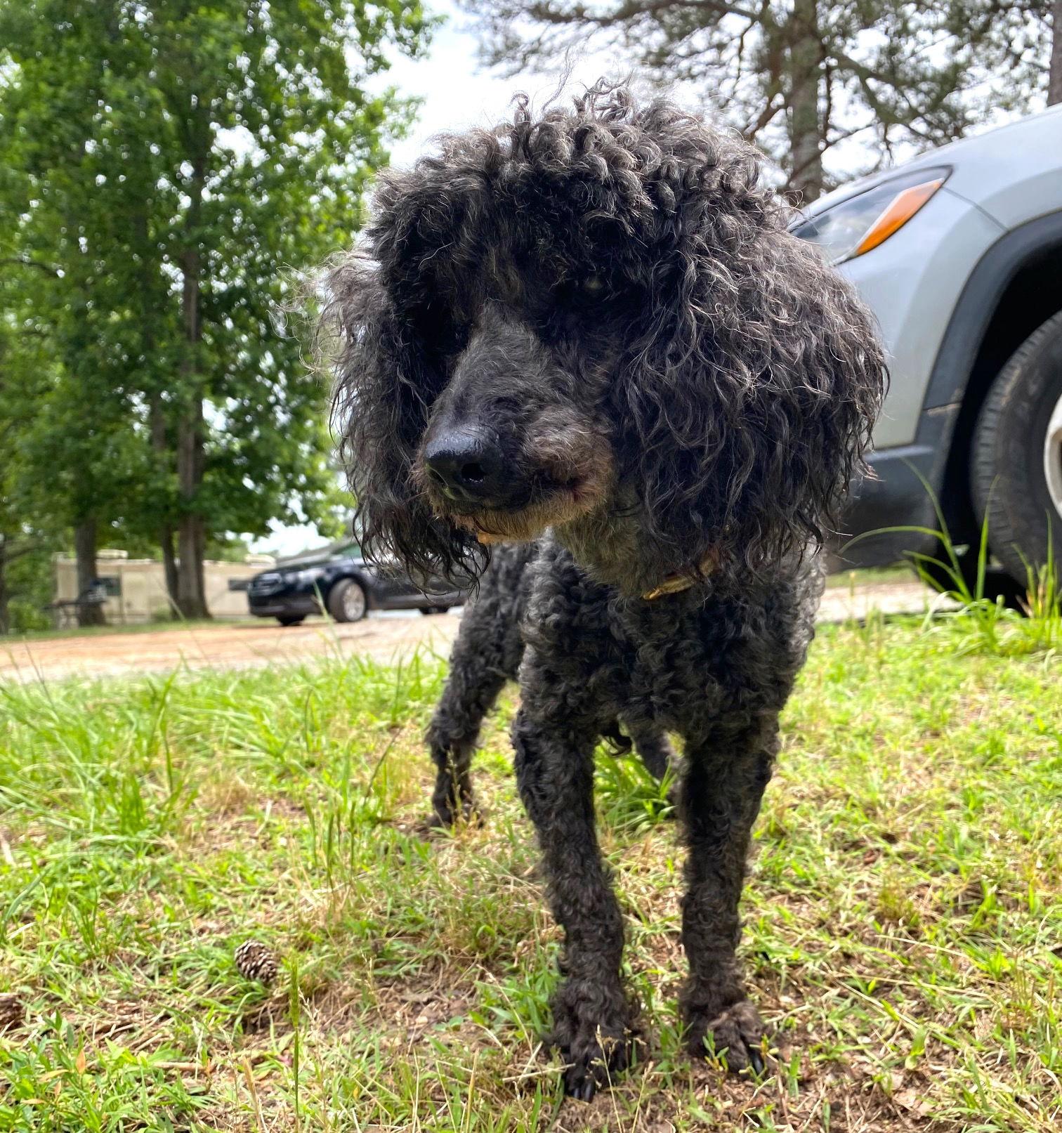 Enlarge Cato aka Harry Jr - A Dapper Senior Boy, a Adopted mixed breed in Pacolet, SC image 1/3