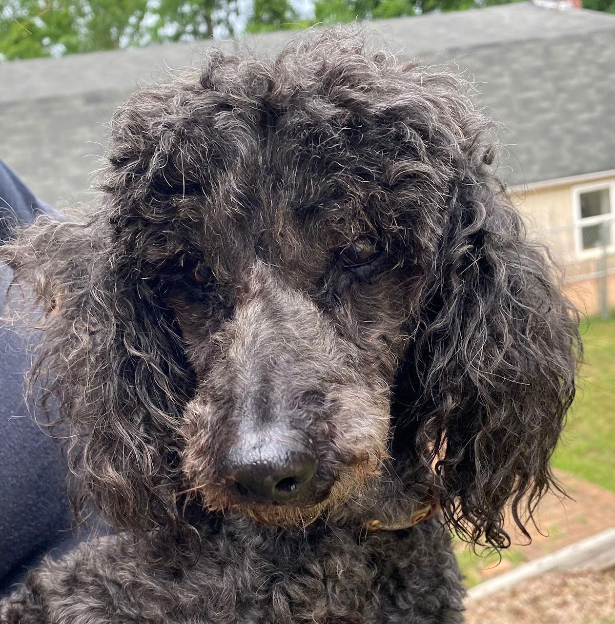 Enlarge Cato aka Harry Jr - A Dapper Senior Boy, a Adopted mixed breed in Pacolet, SC image 2/3