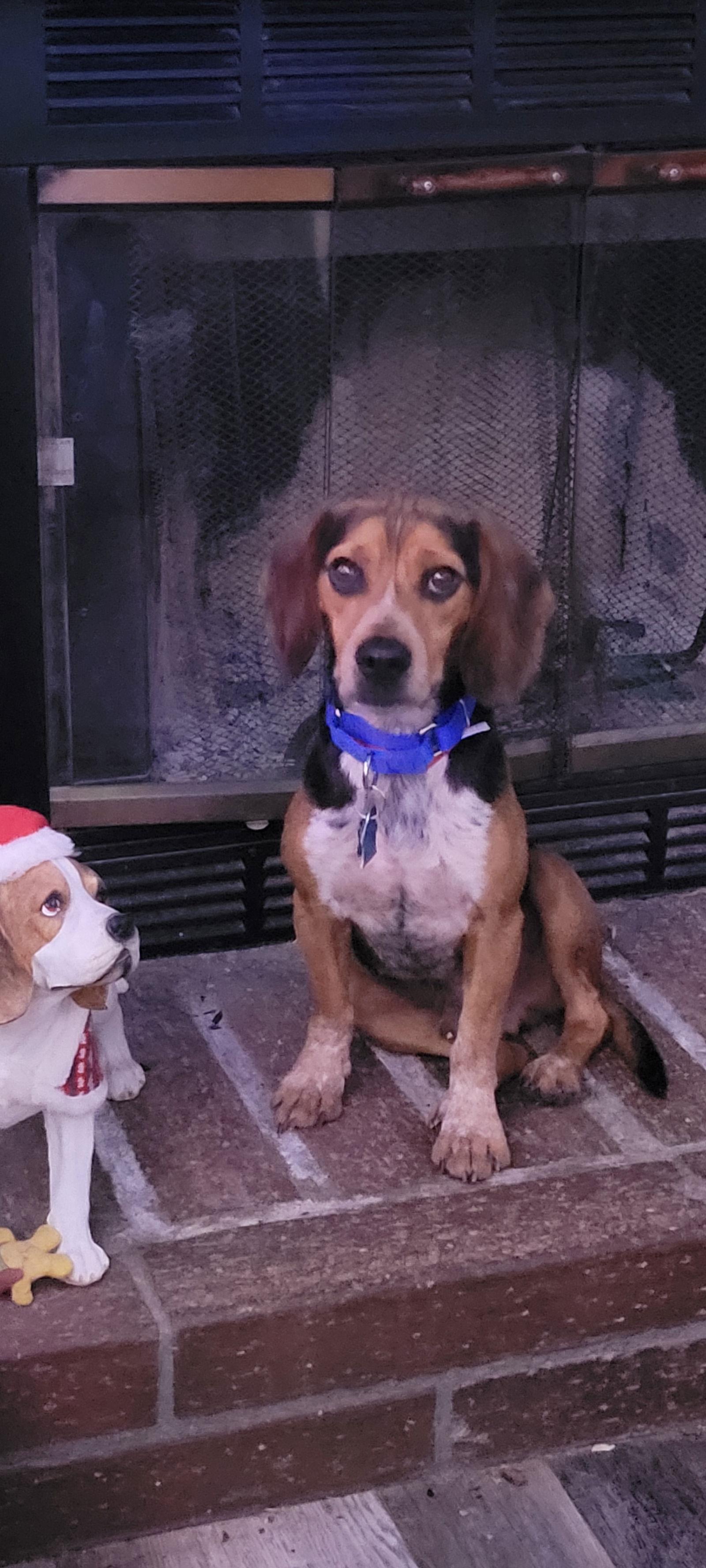 Paulie Cee, Adopted, Young Male Beagle.