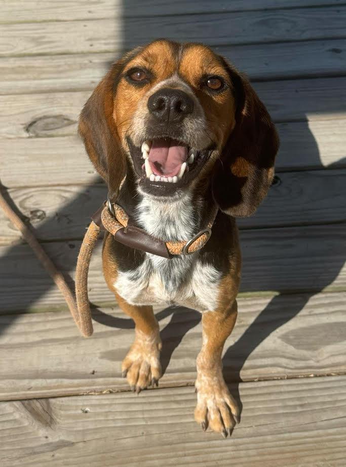 Enlarge Paulie Cee, a Adopted Beagle in Las Vegas, NV image 2/3