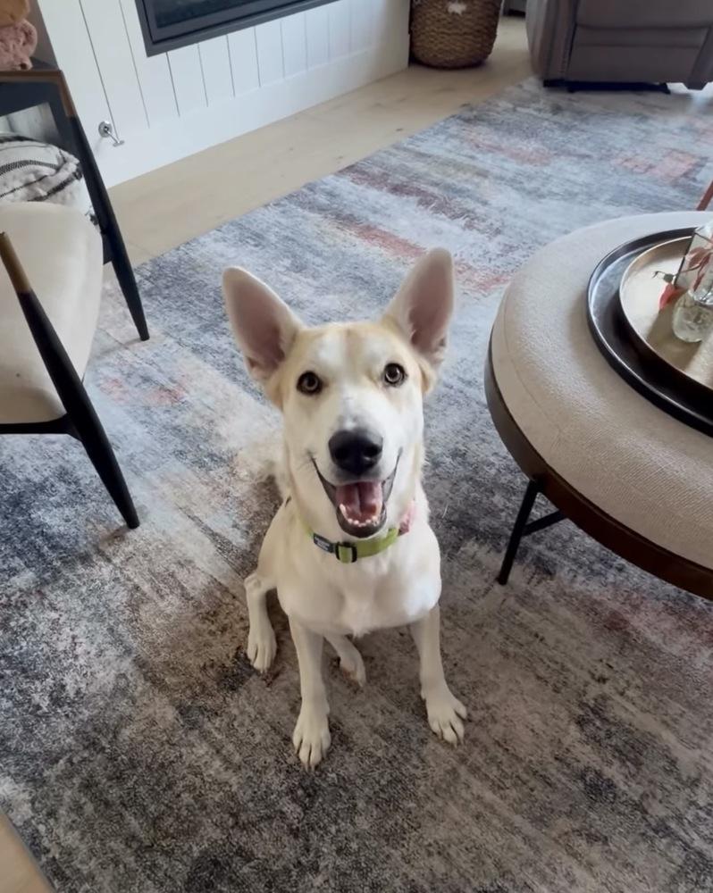 Cayenne, Adoptable, Adult Female Shepherd.