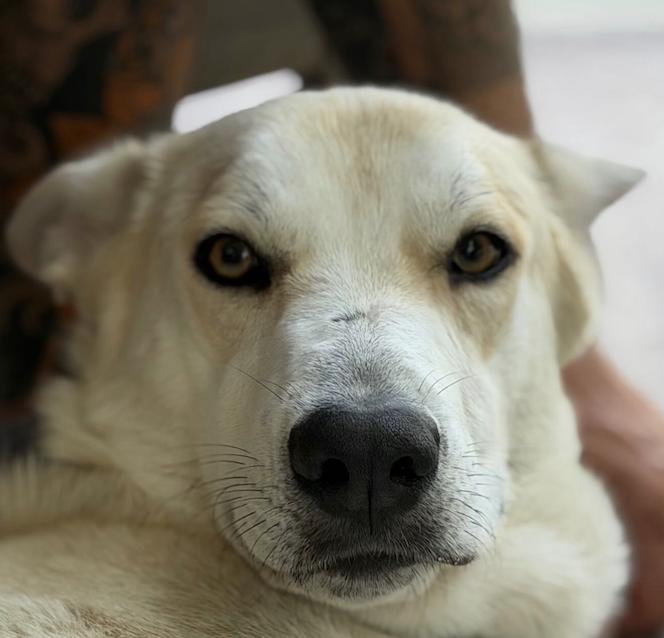 Cayenne, a Adoptable mixed breed in Commerce City, CO image 3/6