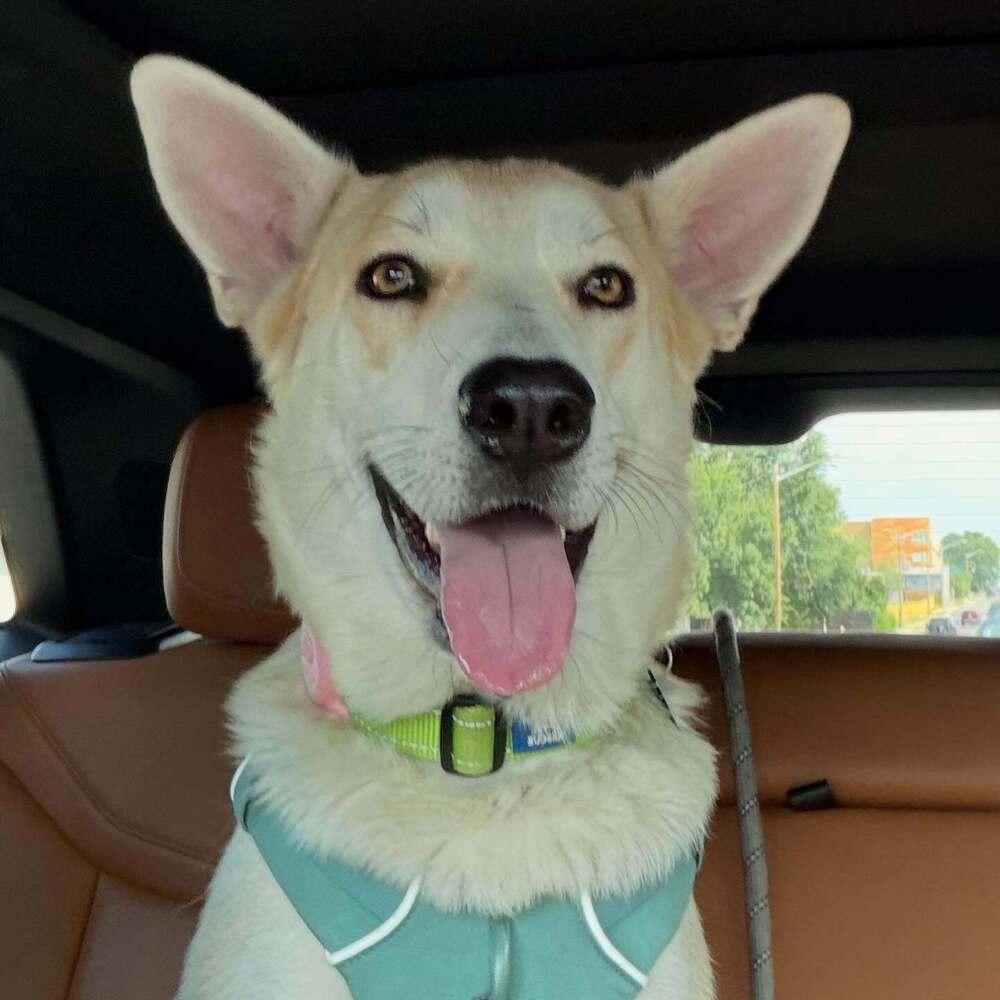 Cayenne, a Adoptable mixed breed in Commerce City, CO image 4/6