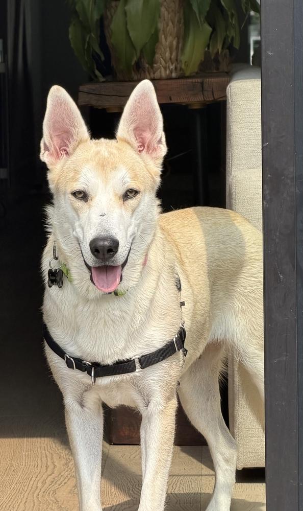 Cayenne, a Adoptable mixed breed in Commerce City, CO image 2/6