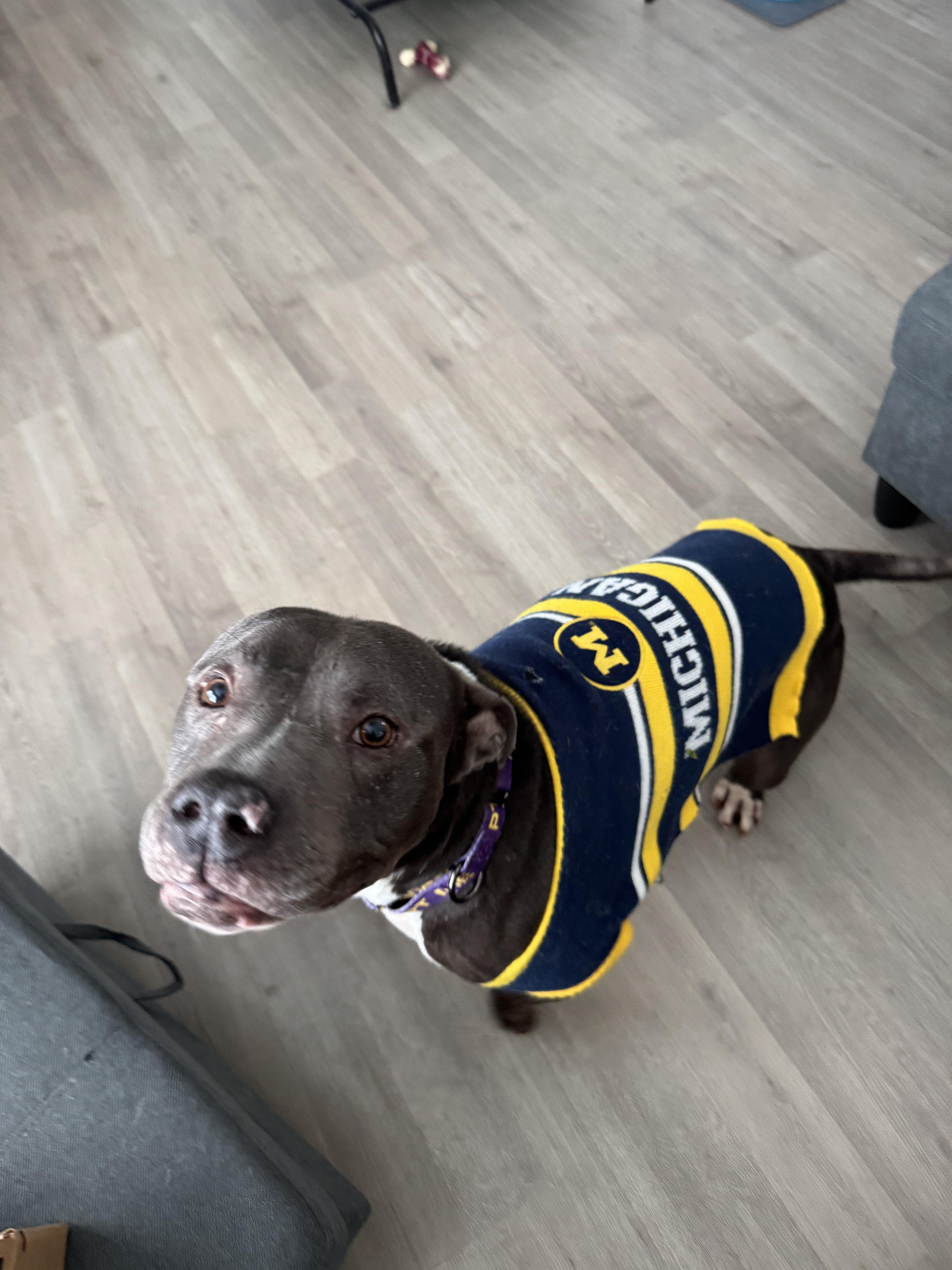 Enlarge Mini, a Adoptable Mixed Breed in Roachdale, IN image 1/5