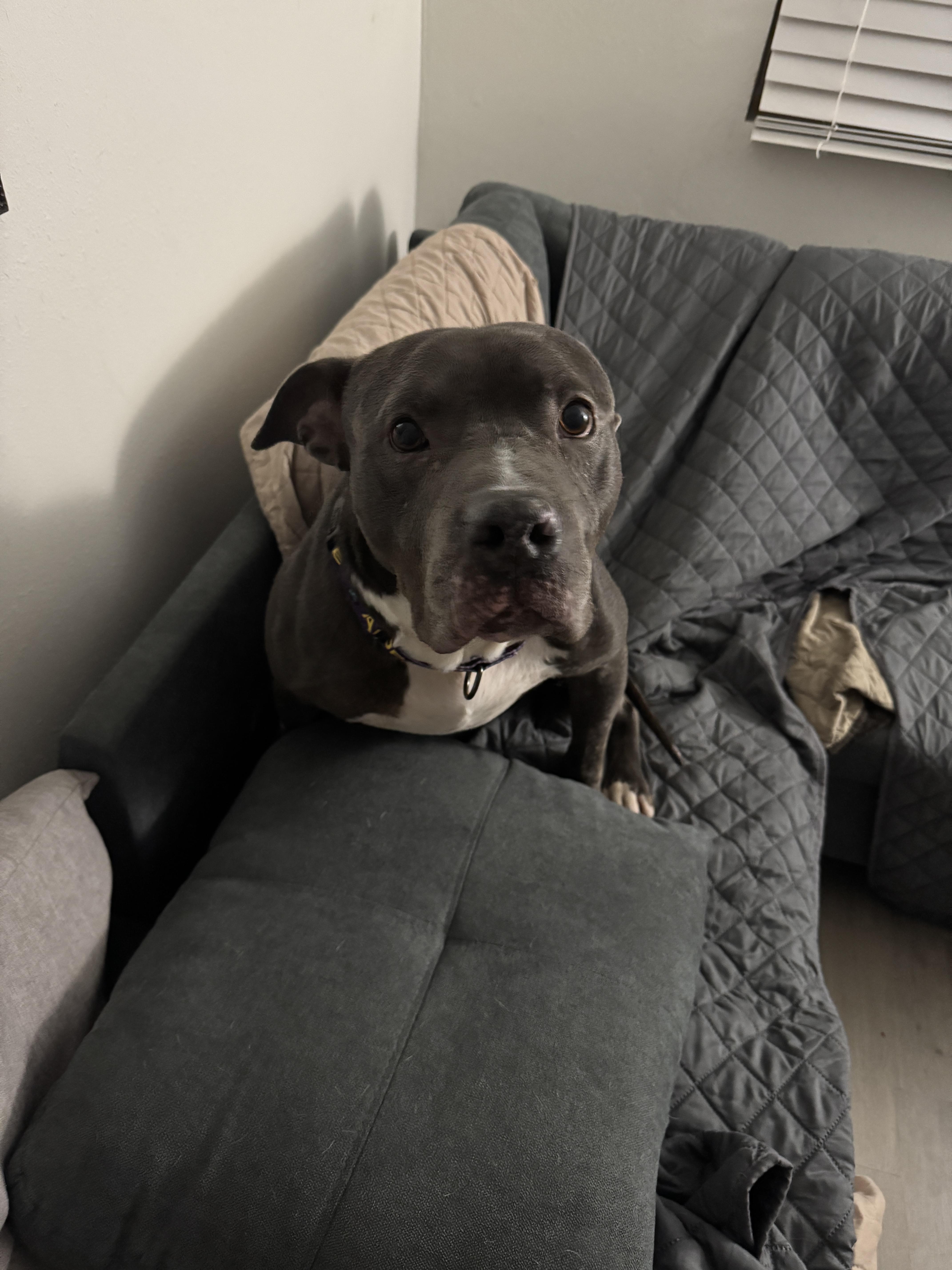 Enlarge Mini, a Adoptable Mixed Breed in Roachdale, IN image 2/5