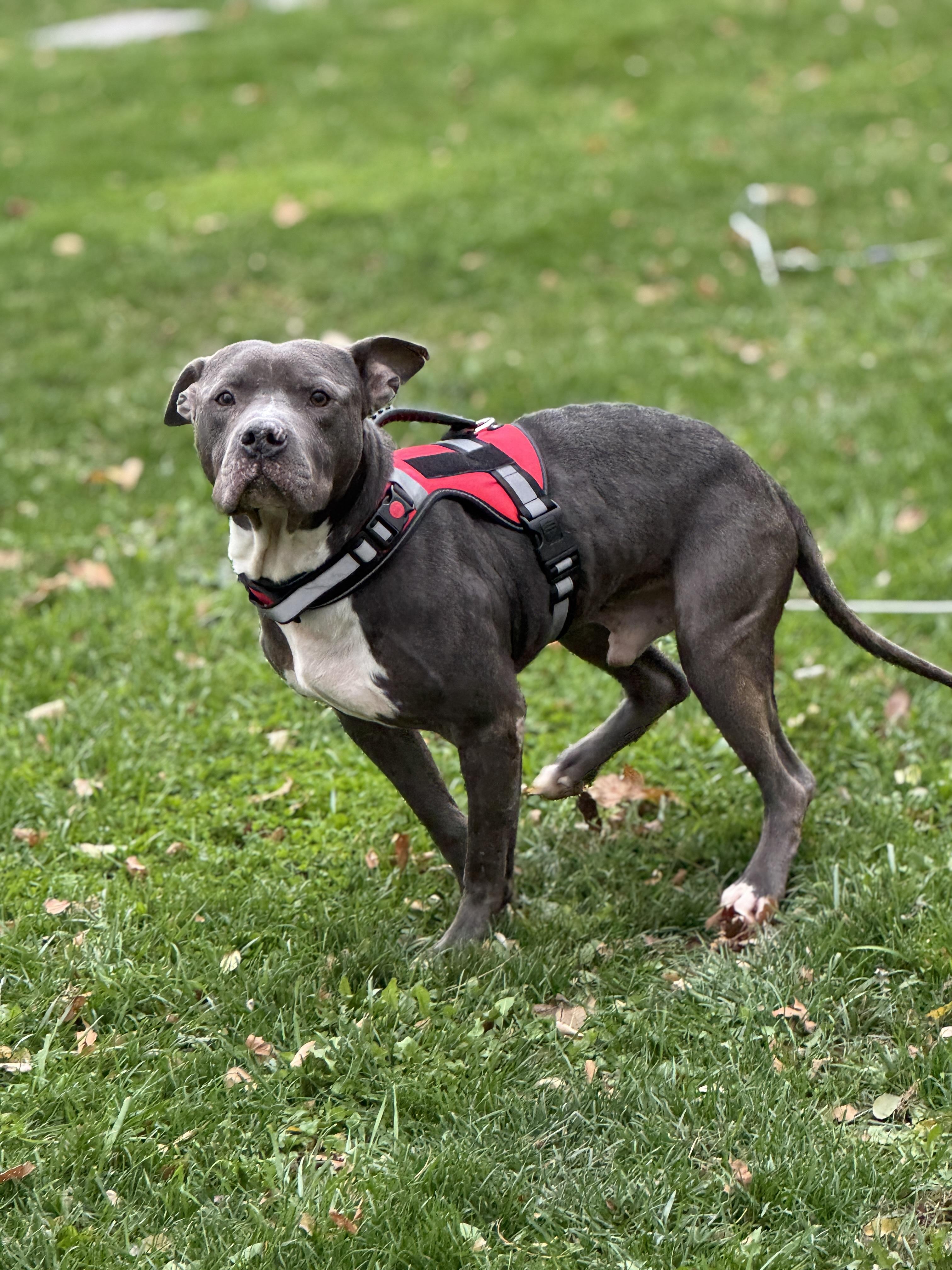Enlarge Mini, a Adoptable Mixed Breed in Roachdale, IN image 3/5