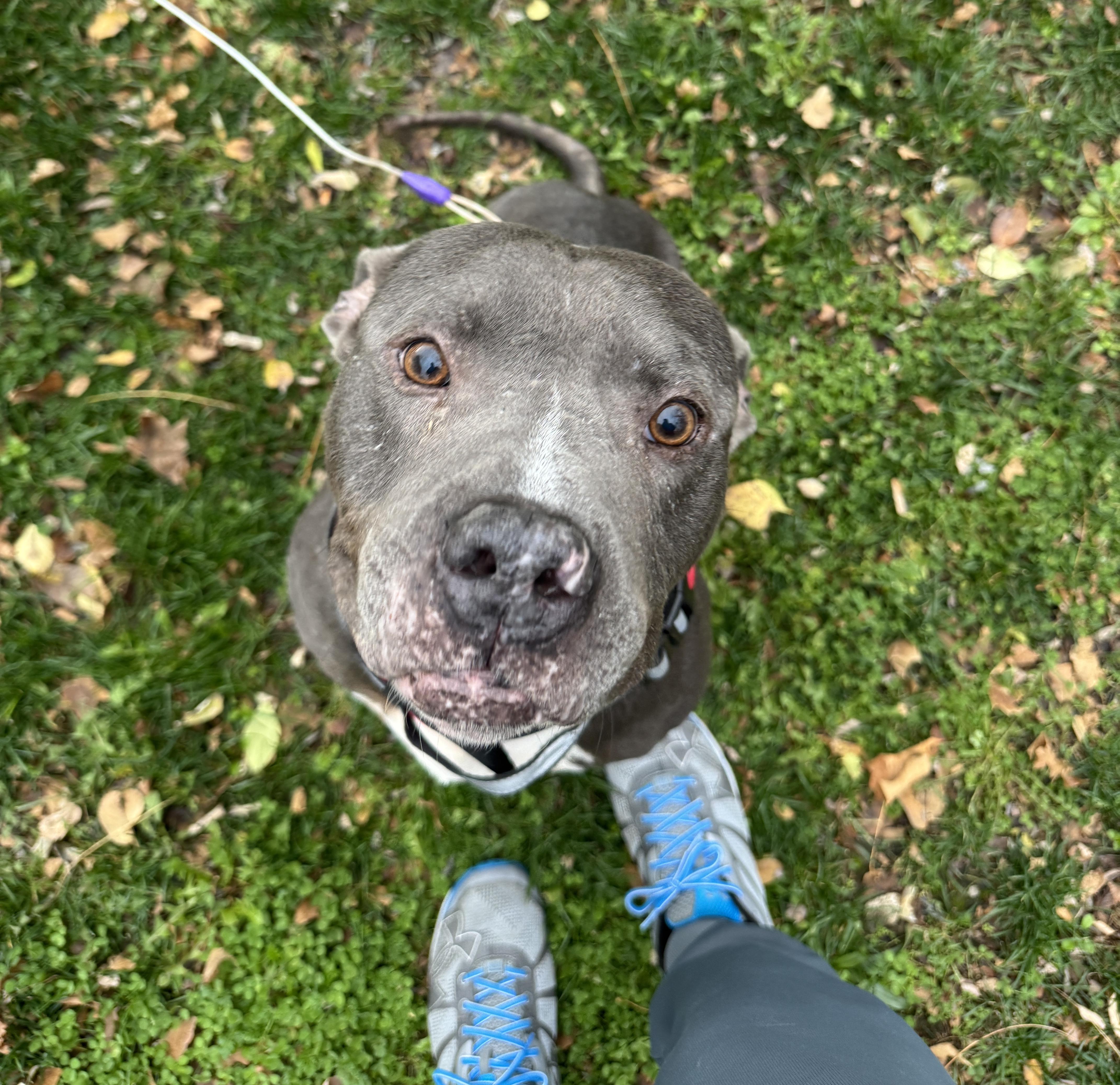 Enlarge Mini, a Adoptable Mixed Breed in Roachdale, IN image 4/5