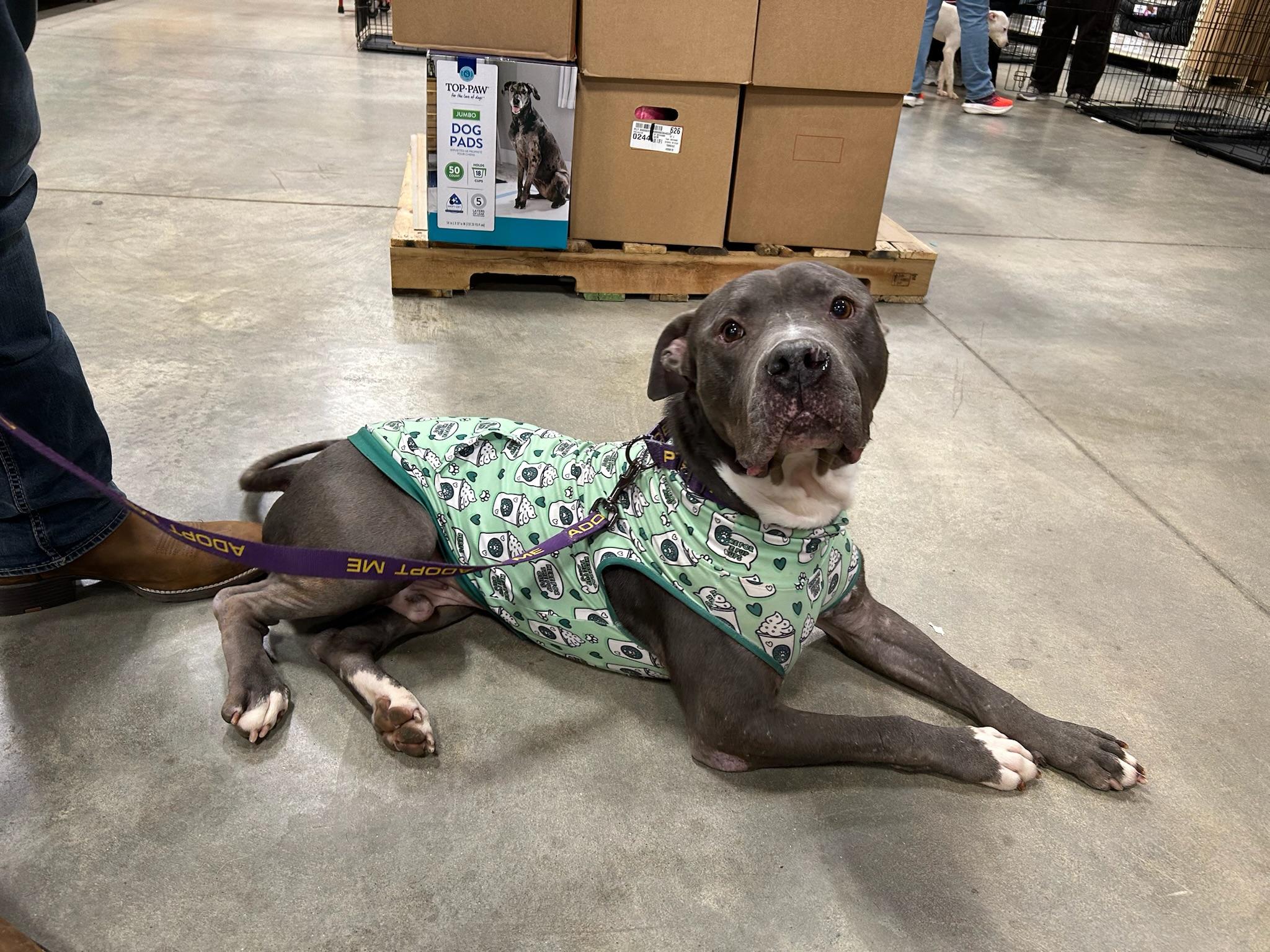 Enlarge Mini, a Adoptable Mixed Breed in Roachdale, IN image 5/5