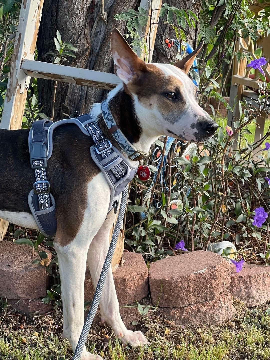 Mohawk, a Adoptable mixed breed in Gilbert, AZ image 2/3