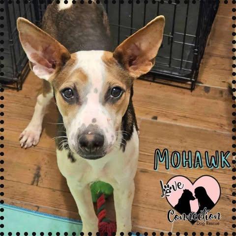 Mohawk, Adoptable, Young Male Shepherd.